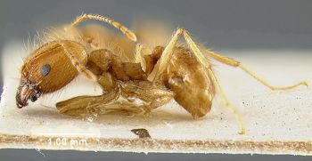 Media type: image; Entomology 20706